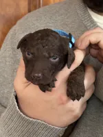 Mocha, a male Irish Doodle for sale in Winston-Salem, NC – Photo 5 of 8