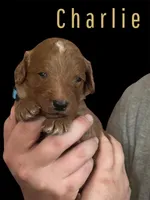 Charlie F1B, a male Goldendoodle for sale in Winston-Salem, NC – Photo 2 of 6