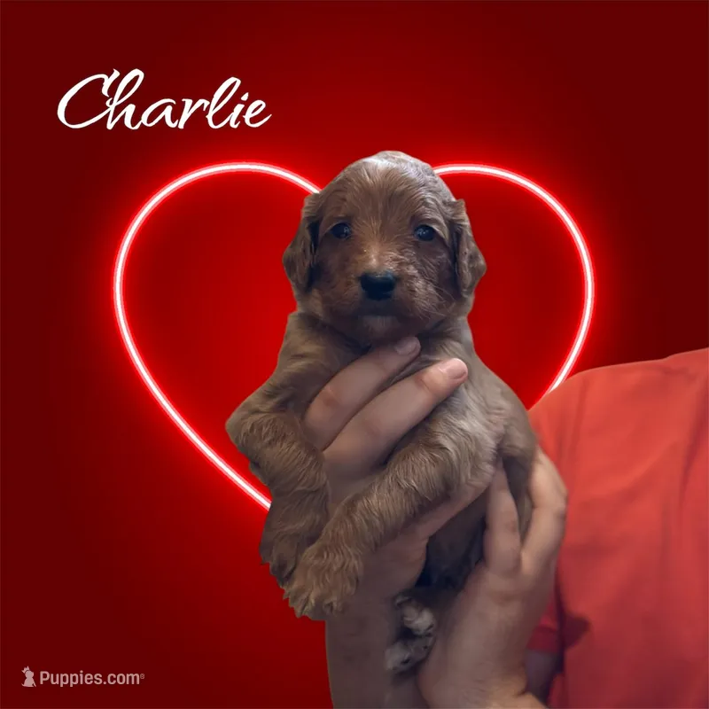 Charlie F1B