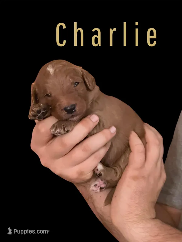 Charlie F1B