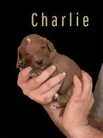 Charlie F1B, a male Goldendoodle for sale in Winston-Salem, NC – Photo 1 of 6