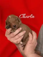 Charlie F1B, a male Goldendoodle for sale in Winston-Salem, NC – Photo 4 of 6