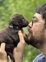 Mocha, a male Irish Doodle for sale in Winston-Salem, NC – Photo 8 of 8