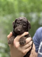 Mocha, a male Irish Doodle for sale in Winston-Salem, NC – Photo 2 of 8