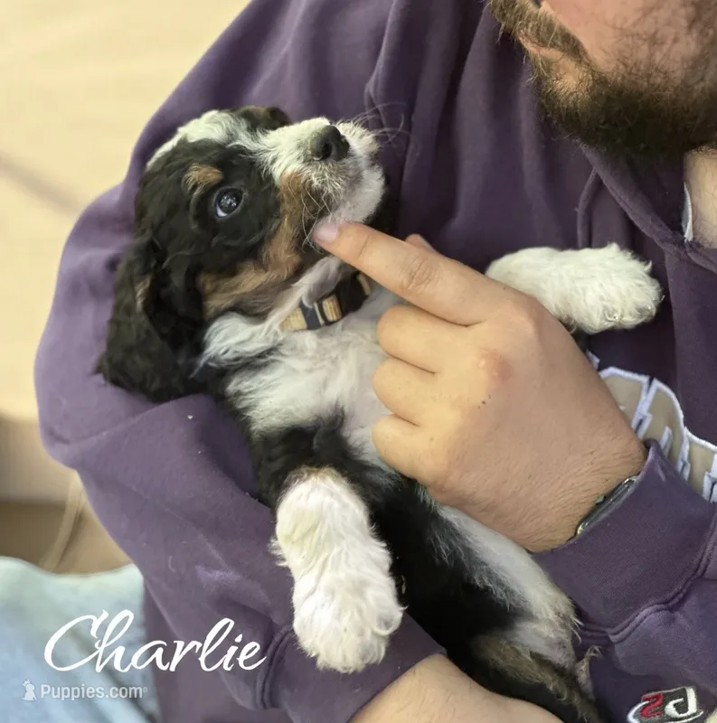 Charlie – Bernedoodle puppy for sale in Winston-Salem, NC