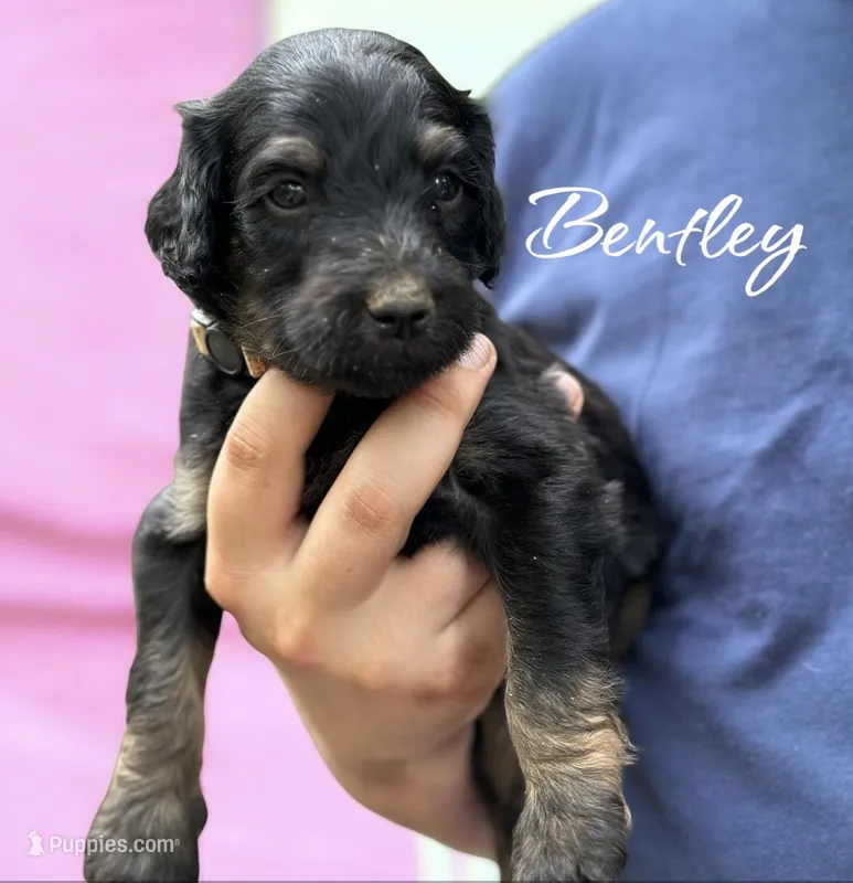 BENTLEY – Bernedoodle puppy for sale in Winston-Salem, NC