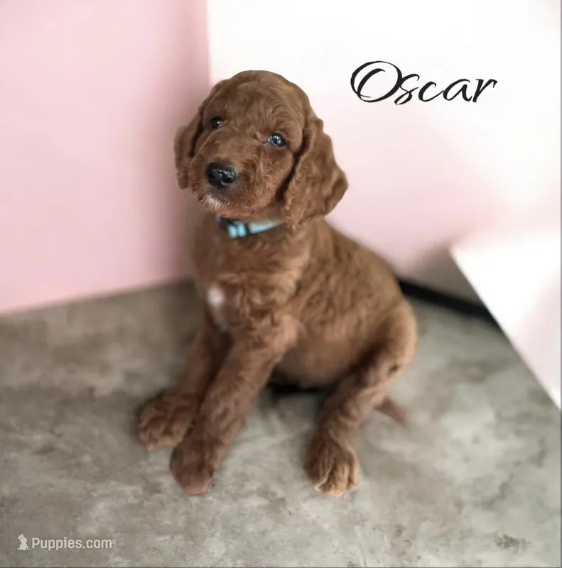 OSCAR – Irish Doodle puppy for sale in Winston-Salem, NC