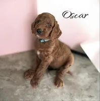 OSCAR, a male Irish Doodle for sale in Winston-Salem, NC – 1 of 3