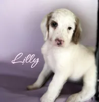 LILLY, a female Irish Doodle for sale in Winston-Salem, NC – 2 of 4