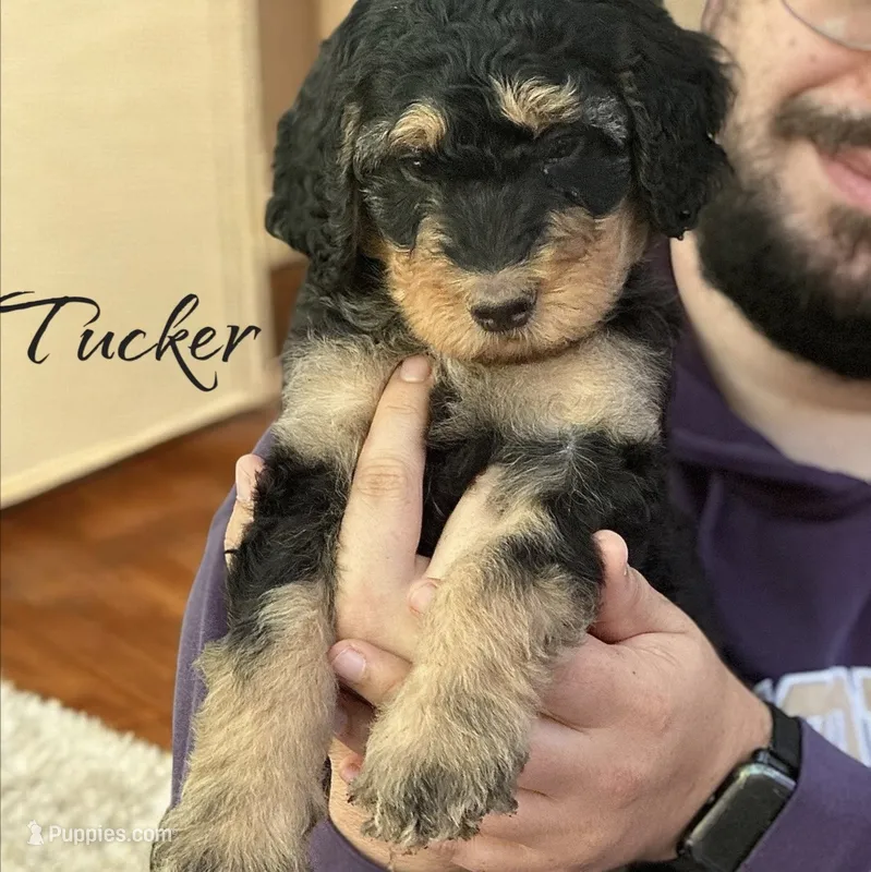 TUCKER – Bernedoodle puppy for sale in Winston-Salem, NC