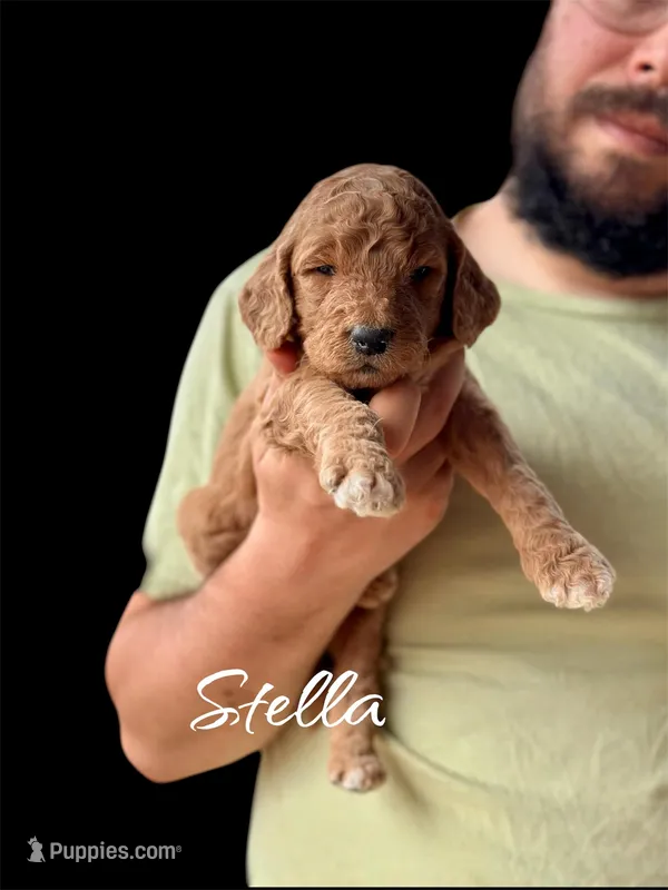 STELLA – Goldendoodle puppy for sale in Winston-Salem, NC