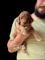 STELLA, a female Goldendoodle for sale in Winston-Salem, NC – Photo 1 of 4