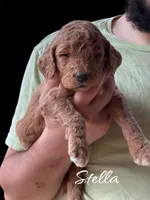 STELLA, a female Goldendoodle for sale in Winston-Salem, NC – Photo 2 of 4