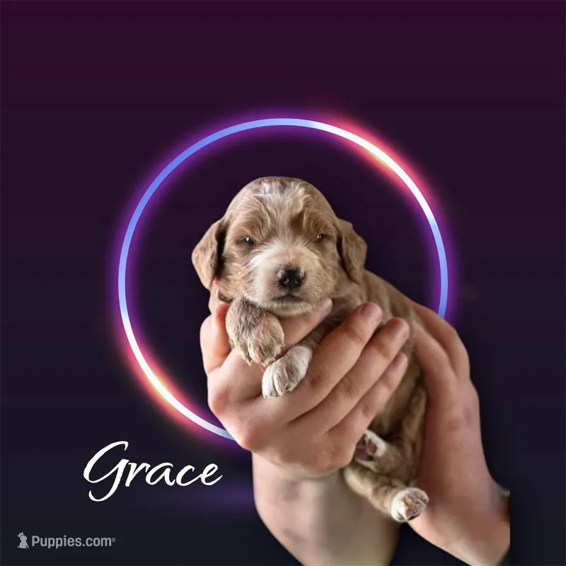 GRACE – Goldendoodle puppy for sale in Winston-Salem, NC
