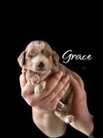 GRACE, a female Irish Doodle for sale in Winston-Salem, NC – Photo 2 of 2