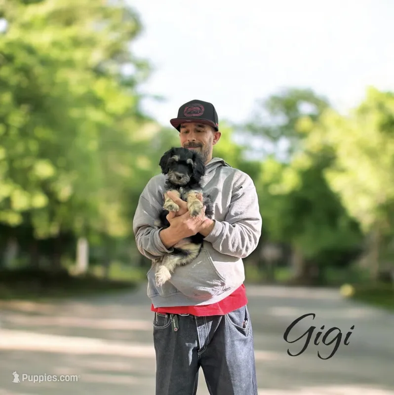 GIGI – Bernedoodle puppy for sale in Winston-Salem, NC