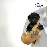 GIGI, a female Bernedoodle for sale in Winston-Salem, NC – 1 of 2