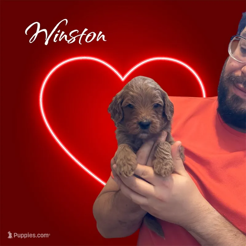 Winston F1b Goldendoodle 