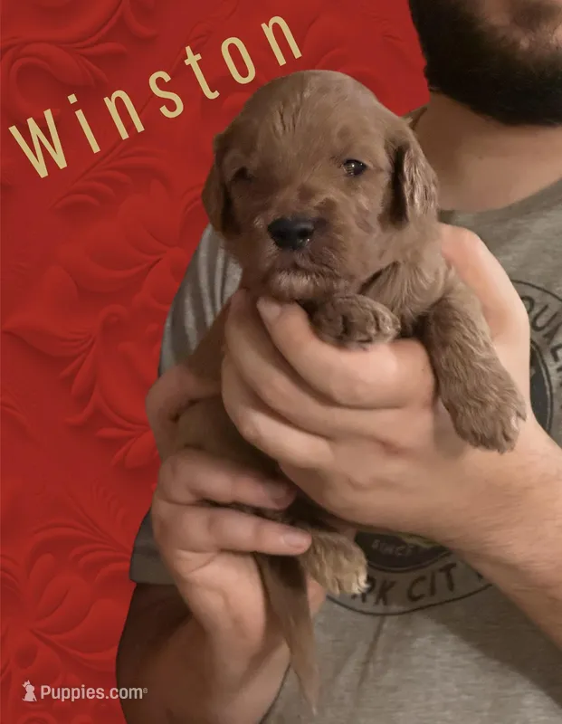 Winston F1b Goldendoodle 
