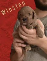 Winston F1b Goldendoodle , a male Goldendoodle for sale in Winston-Salem, NC – Photo 1 of 5