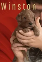 Winston F1b Goldendoodle , a male Goldendoodle for sale in Winston-Salem, NC – Photo 2 of 5