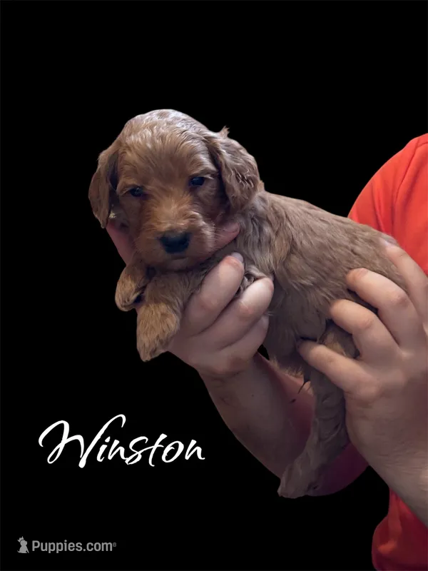Winston F1b Goldendoodle 