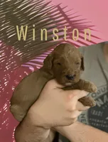 Winston F1b Goldendoodle , a male Goldendoodle for sale in Winston-Salem, NC – Photo 3 of 5