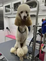 Winston F1b Goldendoodle , a male Goldendoodle for sale in Winston-Salem, NC – Photo 5 of 5