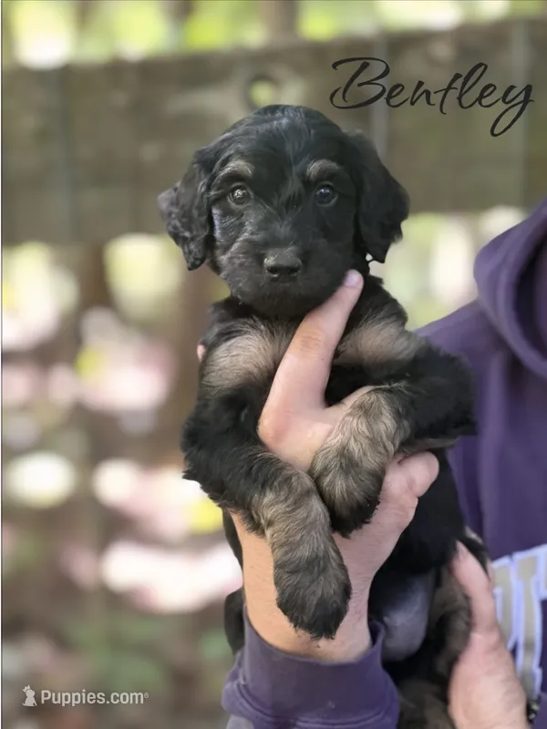 BENTLEY – Bernedoodle puppy for sale in Winston-Salem, NC