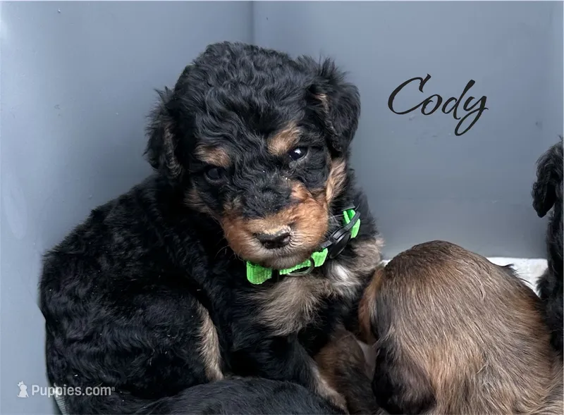 CODY – Bernedoodle puppy for sale in Winston-Salem, NC