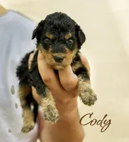 CODY, a male Bernedoodle for sale in Winston-Salem, NC – 2 of 4