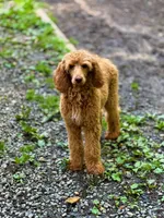 RED, a female Poodle - Standard  for sale in Winston-Salem, NC – Photo 1 of 2