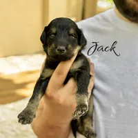 JACK, a male Bernedoodle for sale in Winston-Salem, NC – 2 of 3