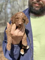 NALA, a female Irish Doodle for sale in Winston-Salem, NC – Photo 7 of 10