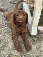 NALA, a female Irish Doodle for sale in Winston-Salem, NC – Photo 10 of 10