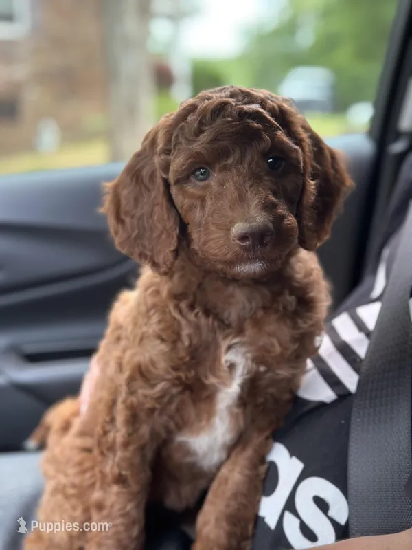 NALA – Irish Doodle puppy for sale in Winston-Salem, NC