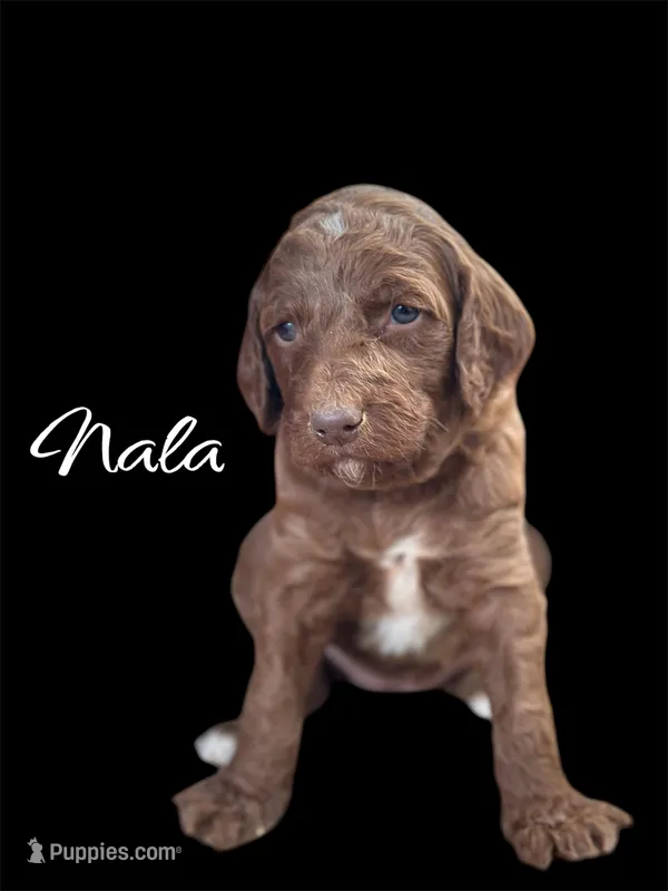NALA – Irish Doodle puppy for sale in Winston-Salem, NC
