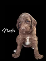 NALA, a female Irish Doodle for sale in Winston-Salem, NC – Photo 3 of 10