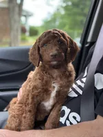 NALA, a female Irish Doodle for sale in Winston-Salem, NC – Photo 2 of 10