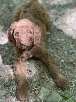 NALA, a female Irish Doodle for sale in Winston-Salem, NC – Photo 9 of 10