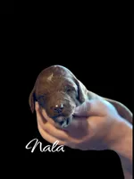 NALA, a female Irish Doodle for sale in Winston-Salem, NC – Photo 2 of 3