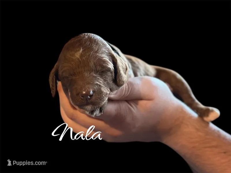 NALA – Irish Doodle puppy for sale in Winston-Salem, NC