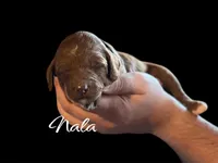 NALA, a female Irish Doodle for sale in Winston-Salem, NC – Photo 1 of 3