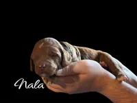 NALA, a female Irish Doodle for sale in Winston-Salem, NC – Photo 3 of 3