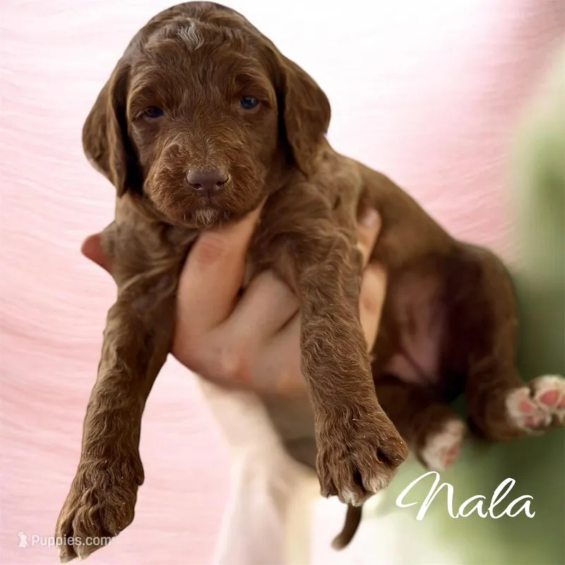 NALA – Irish Doodle puppy for sale in Winston-Salem, NC