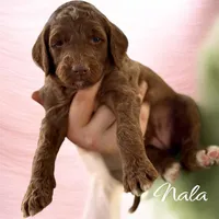 NALA, a female Irish Doodle for sale in Winston-Salem, NC – Photo 4 of 10