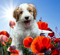 F1 GOLDENDOODLE, a male Goldendoodle for sale in Winston-Salem, NC – Photo 3 of 7