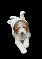F1 GOLDENDOODLE, a male Goldendoodle for sale in Winston-Salem, NC – Photo 4 of 7