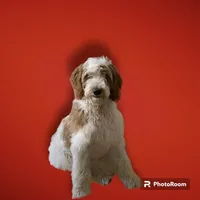 F1 GOLDENDOODLE, a male Goldendoodle for sale in Winston-Salem, NC – Photo 1 of 7