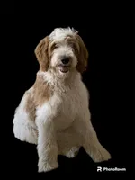 F1 GOLDENDOODLE, a male Goldendoodle for sale in Winston-Salem, NC – Photo 2 of 7